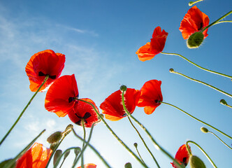 poppy flowers against blue sky