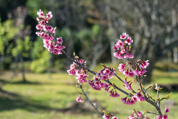 Blooming pink Wild Himalayan Cherry or Prunus cerasoides at Chiangmai Royal Agricultural Research Center (Khun Wang), Thailand