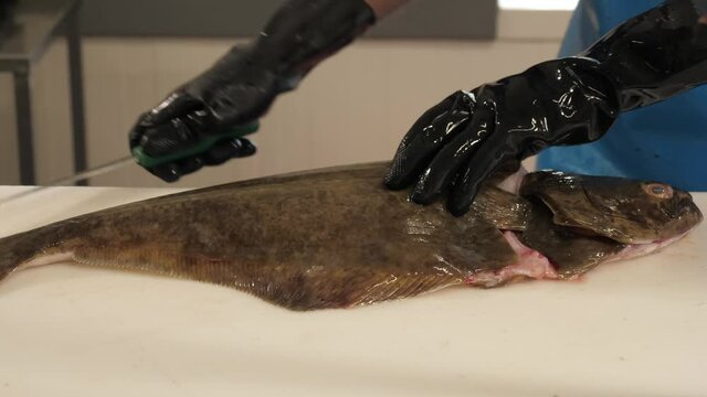 Fisherman is cleaning flatfish and preparing it for the restaurant