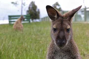 Macropus rufogriseus - Red-necked wallaby or Bennett's wallaby, having its portrait picture taken in Tasmania, Australia. In the background there is another wallaby.