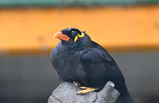 Beo Bilder Durchsuchen 4,491 Archivfotos, und Videos