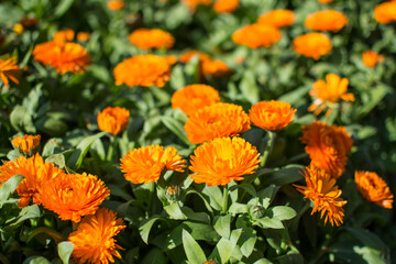 Orange flowers in the garden.