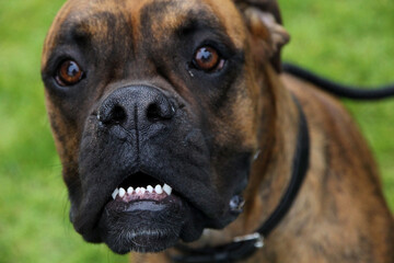 A brown brindle dog of the Boxer breed, is looking towards the camera with a very surprised look on...