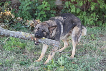 Deutscher Schäferhund bringt Stöckchen Spielen toben