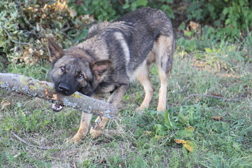 Deutscher Schäferhund bringt Stöckchen Spielen toben