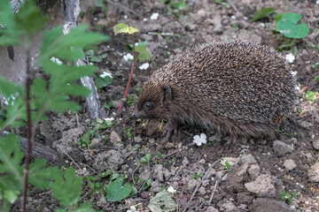 Young hedgehog on gray soil in a garden in Ukraine. Copy space. 