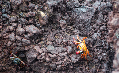 crab on the roocks
