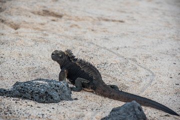 galapagos land iguana