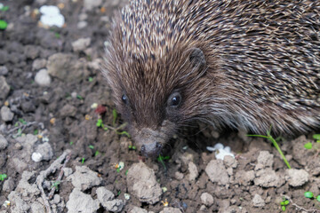 Muzzle of a hedgehog close up. Little black eyes like beads. Hedgehog on gray soil in a garden in...