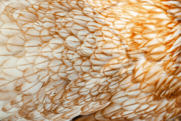 Pattern of brown chicken plumage closeup
