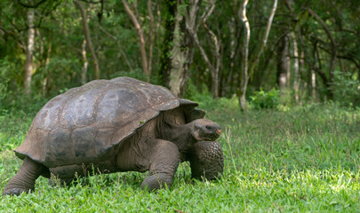 Naklejka premium turtle on the grass