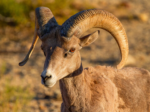 Desert Big Horn Sheep Ram 
Mojave Desert, Nevada
