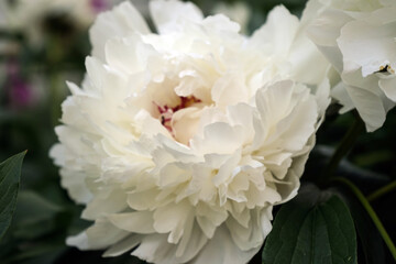 White Peony Paeonia - Weiße Pfingstrose - Paeonia Festiva Maxima