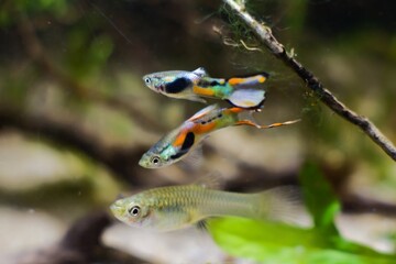 freshwater aquarium dwarf fish Endler guppy, Poecilia wingei, adult males courtship a female, nature biotope aquarium with algae and driftwood