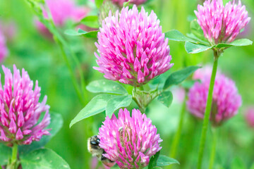 Fresh pink Clover in green spring fields