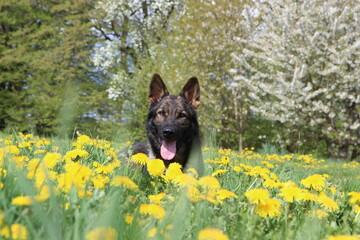 reinrassiger Deutscher Schäferhund in Löwenzahnwiese Löwenzahn gelbe Blumen