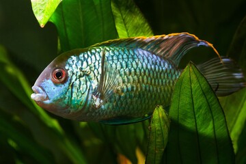 young strong adult male of Nannacara anomala neon blue or dwarf neon nannacara fish in freshwater...