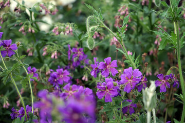 Fototapeta premium Storchschnabel Storchenschnabel Wald-Storchschnabel Geranium sylvaticum