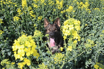 Deutscher Schäferhund im Rapsfeld, Blumen, Raps