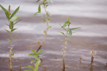 Baby trees growing up in water of river