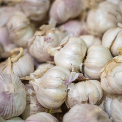Garlic. Photos on the theme of vegetables. Lots of garlic.