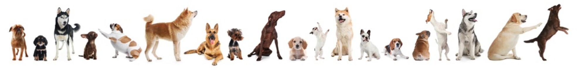 Collage with different dogs on white background. Banner design