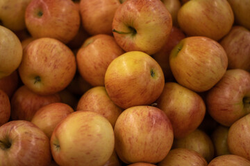 Ripe apples. Photo on the theme of fruit.