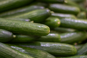 Green cucumbers.Background on the theme of vegetables and healthy food.
