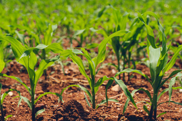 Young corn seedlings growing in a soil