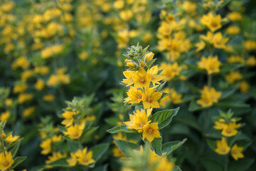 Drüsiger Gilbweiderich - Lysimachia punctata (Primulaceae)