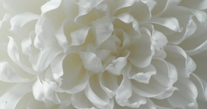 White flower pedal blossom against black background / 2 different shots in 4K