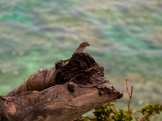 Lizard on a trunk and the ocean behind