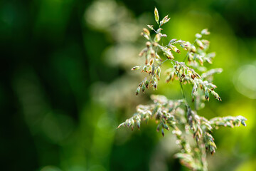 Inflorescences of wild grass. Natural background.