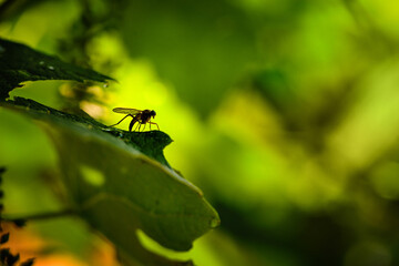 Mosquito on a leaf on a green background. Natural background.