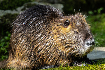 Nutria or Coypu (Myocastor coypus)