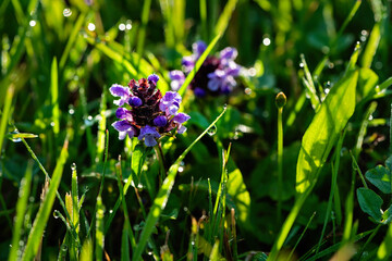 Wild flowers. Natural background.