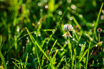 Wildflowers.  Natural background.