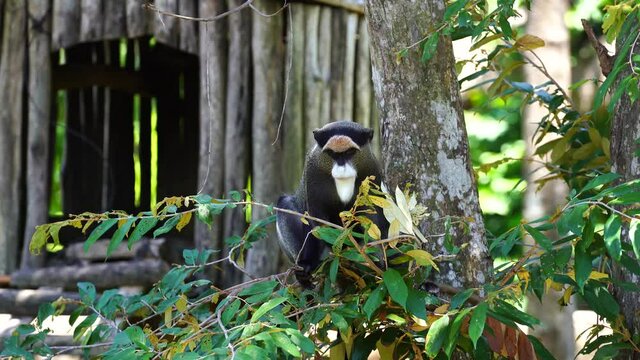 De Brazza's monkey on a tree in nature. Wild african animals