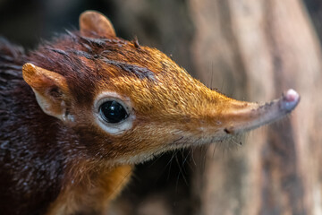 Black and Rufous Elephant Shrew, (Rhynchocyon petersi)