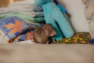 beautiful gray rat washes himself on the child's bed