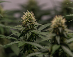 White Russian and S.A.G.E. variety of marijuana flower under LED lights