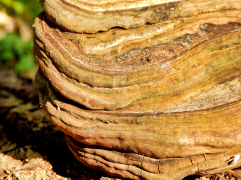 Close up of a Phellinus igniarius mushroom showing the different layers of growth