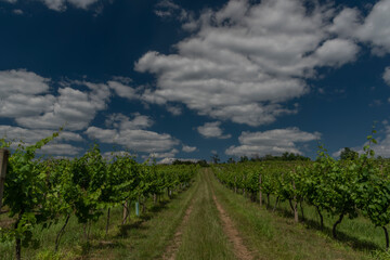 Fototapeta na wymiar Vineyards and hills near Moravske Branice village in hot summer sunny day