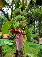 Close-shot of fresh banana tree