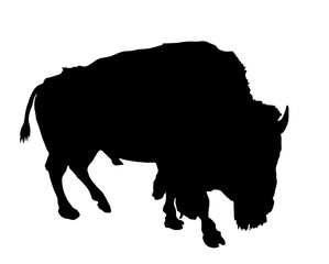 Bison vector silhouette illustration isolated on white background. 
Portrait of Buffalo, symbol of America. Strong animal, Indian culture.