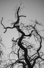 A vertical black and white shot with a shallow depth of field of an old dry branchy bare tree with...