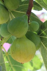 Green figs on the branch,Unripe figs hang on the branch in Organic garden,Italy.