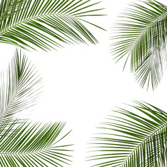 Frame made of beautiful lush tropical leaves on white background. Space for text