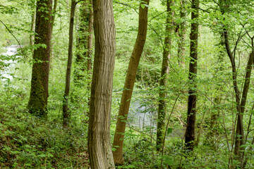 Green springtime forest