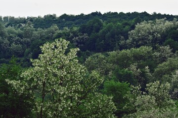 Fototapeta na wymiar acacia tree in blooming period. Robinia pseudoacacia flowers 